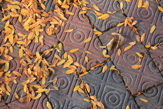 Fall Leaves scattered on Patterned Brick Roadway