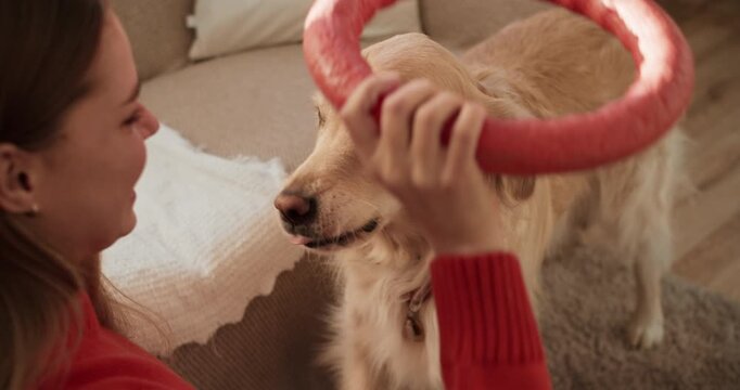 Woman and golden retriever playing tug of war