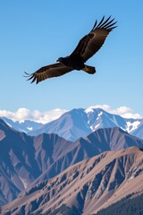 Andean condor gliding effortlessly over the peaks of the Andes mountains