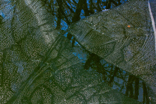 Tree reflection on wet ice
