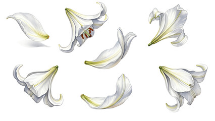 Obraz premium A collection of white lily flowers with yellow stamens on a plain white background
