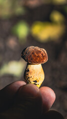 Mały borowik szlachetny © Dominik Zarębski