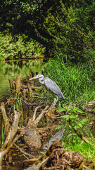 Czapla siwa na brzegu stawu w Pszczynie