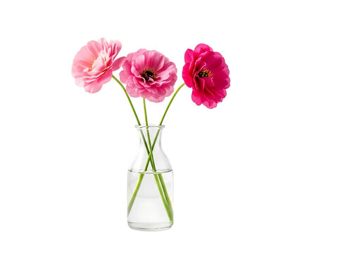 Three pink ranunculus flowers in a clear vase