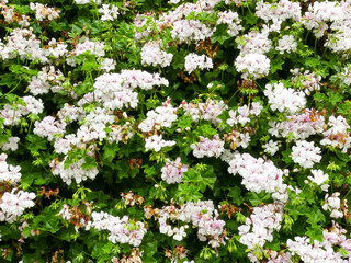 shows white flowers from a plant likely identified as a species of Pelargonium, commonly known as geraniums