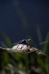 Ważka siedząca na korzeniu