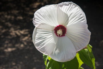 fleurs &agrave; Ponteilla en France