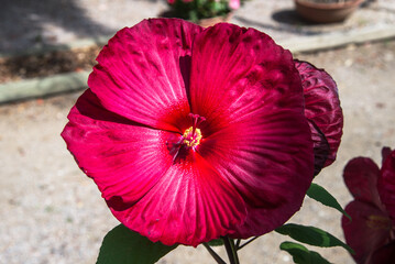 fleurs &agrave; Ponteilla en France