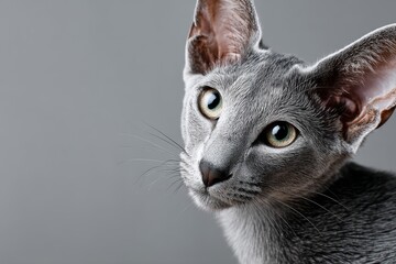 Portrait of a funny oriental shorthair cat in soft gray background.