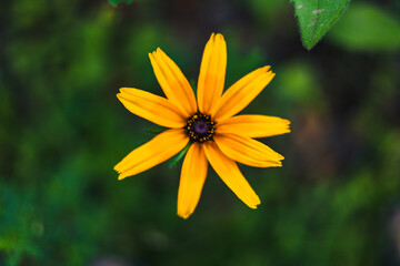 Piękny kwiat Rudbekia błyskotliwa