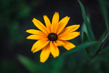 Piękny kwiat Rudbekia błyskotliwa