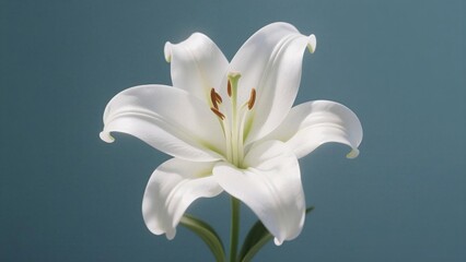 Obraz premium A pristine white lily in full bloom, set against a soft teal background, expressing purity and elegance, Used for wedding invitations, spiritual themes, or minimalist decor.