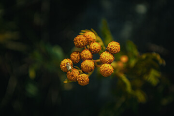 Wrotycz (Tanacetum L.) roślin z rodziny astrowatych