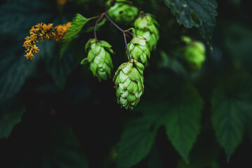 Kiść chmielu pospolitego