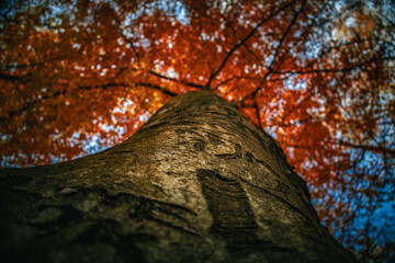 Jesienna korona buku © Dominik Zarębski