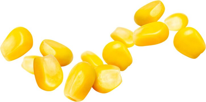 corn isolated on white background