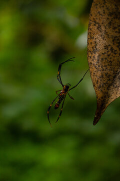 Long-legged Golden Silk Orb-weaver spider hanging on a web next to a dry leaf in the wild