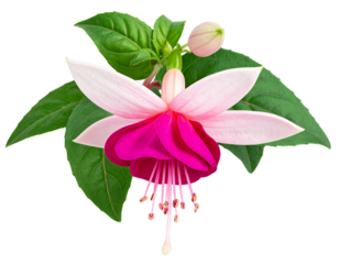 Firefly_Blue human eye ball isolated on transparent background - Firefly_Fuchsia flower Isolated on transparent background v