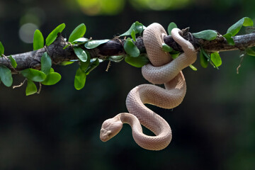Leucistic White Pit Viper (Trimeresurus insularis) coiled on a branch with green leaves
