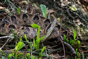Malayan Pit Viper (Calloselasma rhodostoma) is standing menacingly from behind the grass