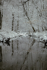 Rzeka płynąca przez las w zimowej scenerii © Dominik Zarębski