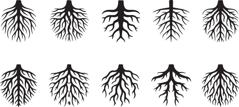 Tree roots silhouettes isolated on white, vector set of taproot and fibrous root systems of various plants, realistic black roots illustrations