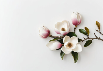 Magnolia branch on white background, luxury flowers, elegant branches, minimalist arrangement, spring flowers, modern design, botanical art