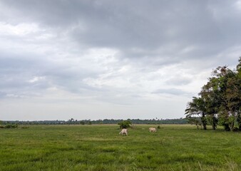 Rural Landscape With Grazing Cattle on Open Grassland