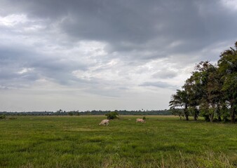 Two Cows Grazing on Green Pasture Under Cloudy Sky