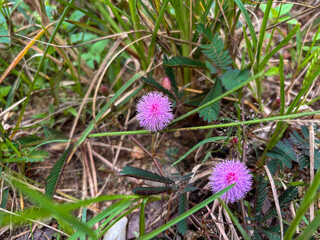 Purple Mimosa Pudica Flower in Natural Grass Environment
