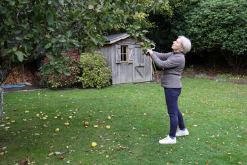 Senior adult woman looking for apples on an apple tree in her garden