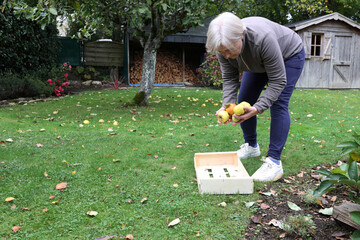 Senior woman folds apples collected in the garden in  the wooden crate