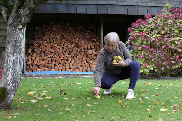 Senior adult woman  gently collects the fallen apples in the green backyard