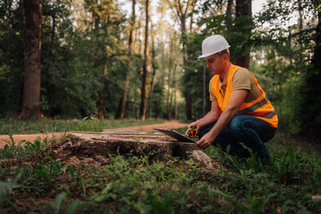 Forestry engineer inspecting tree stump in forest