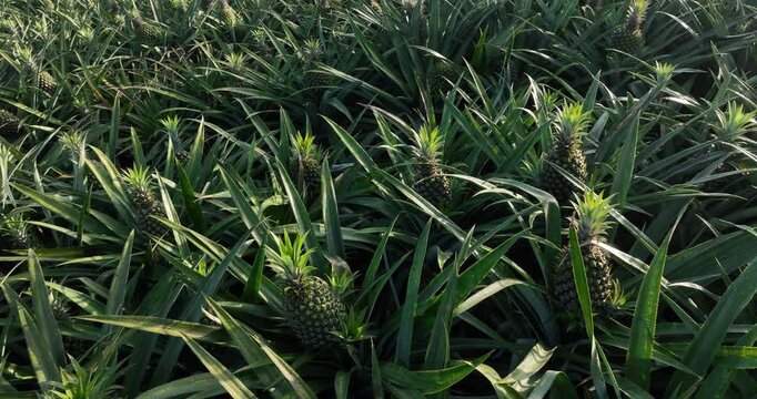 Pineapple grow on tree in the garden