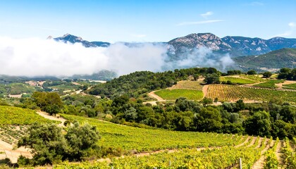 Fototapeta premium Vineyard landscape with rolling hills, misty mountains