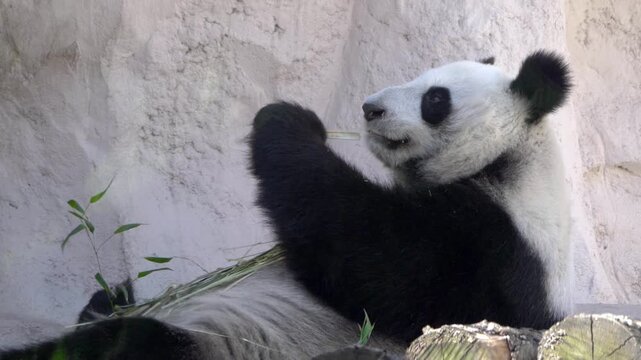 Giant panda lies on its back eating bamboo in a natural habitat, close-up of wildlife behavior and feeding in a forest setting