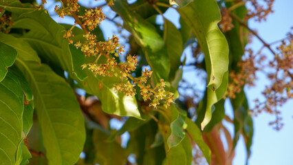 Mango Flower Close Up on Tropical Tree with Natural Green Background