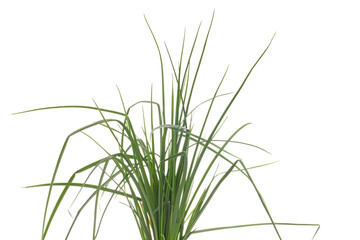 closeup of flamenco red hot poker plant kniphofia uvariaTritoma