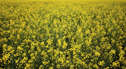  Beautiful canola fields bloom background