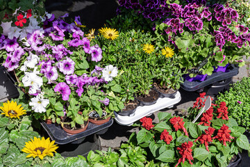 Colorful flower pots are for sale