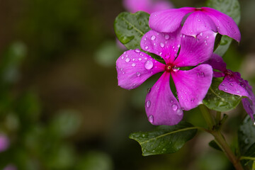 Monsoon garden periwinkle Closeup. Photograph of a blooming periwinkle flower with rain droplets resting on its petals during the monsoon season in a garden in Himachal Pradesh, India.