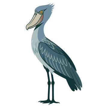 shoebill