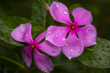 Periwinkle petals with natural water drops. Macro image of periwinkle flower petals decorated with fresh water drops after rainfall in a garden in Himachal Pradesh, India.