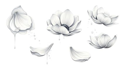 Detailed pencil drawing of lotus flowers and petals on white background