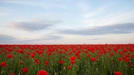 Obraz premium Vast field of red poppies