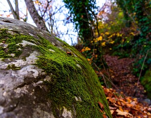 Obraz premium Close-up mossy rock in autumnal forest