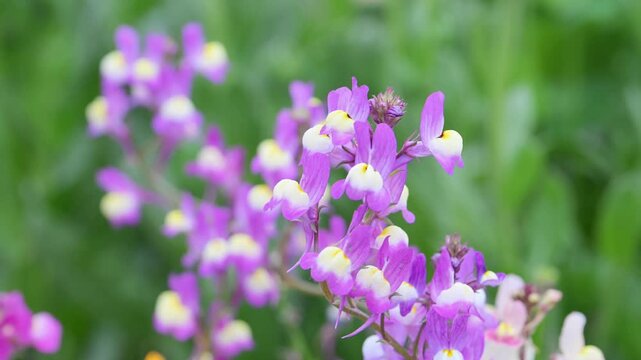 Beautiful Moroccan toadflax (Linaria maroccana) flowers.