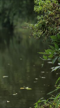 Calm river flowing through lush green forest on a summer day. Peaceful natural landscape, relaxing outdoor scenery, ideal for meditation, mindfulness, wellness, eco and background use.