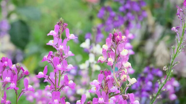 Beautiful Moroccan toadflax (Linaria maroccana) flowers.